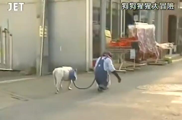 《狗狗猩猩大冒险》：挑战人类生活，拯救荒芜动物世界
