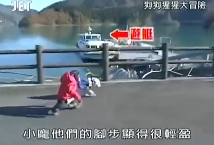 看完《猩猩狗狗大冒险》结局残忍，日本综艺节目会带你重新认识动物